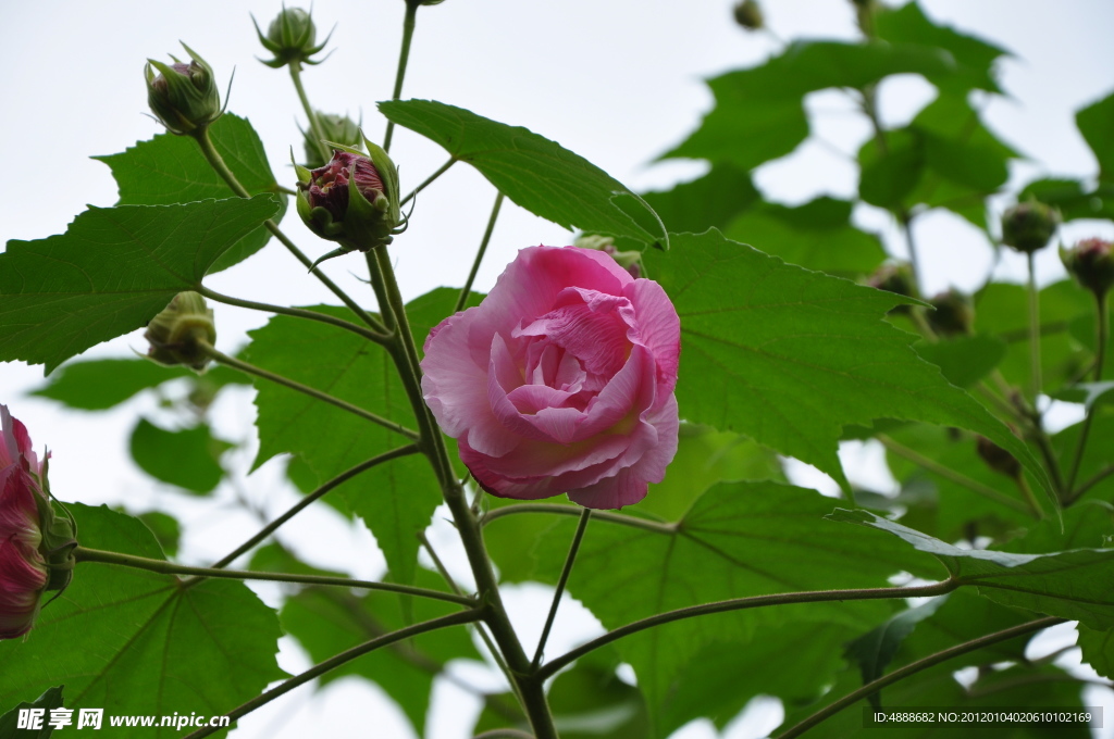 芙蓉花