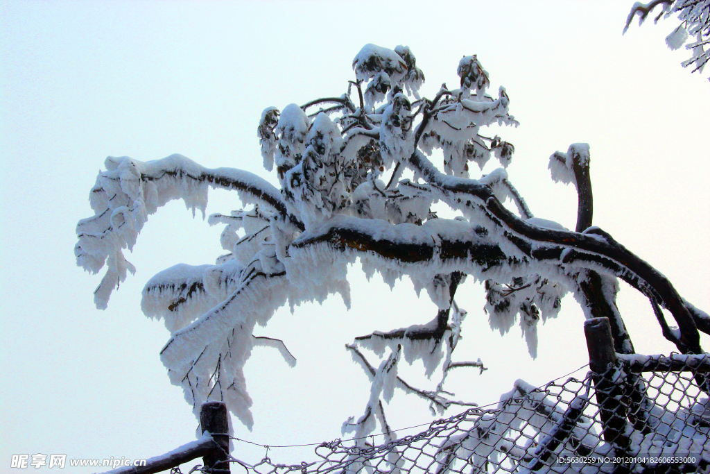 雪景 峨眉山 雪树