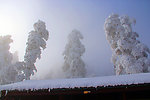 雪景 峨眉山雪 雪树