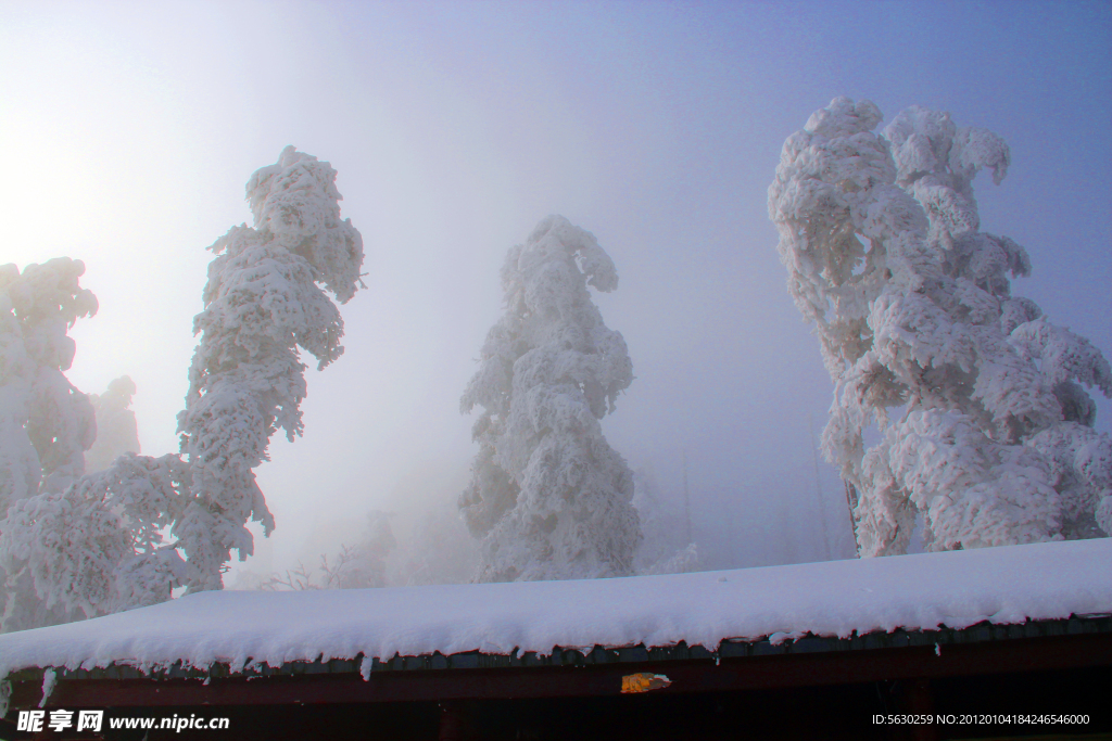 雪景 峨眉山雪 雪树