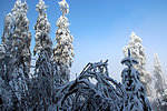雪景 雪树