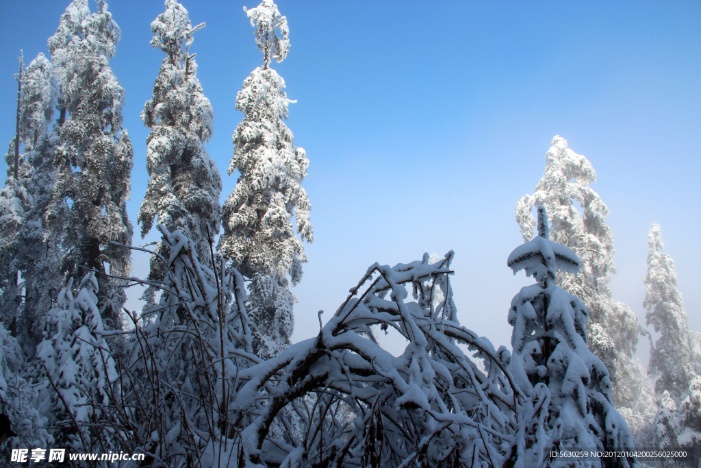 雪景 雪树