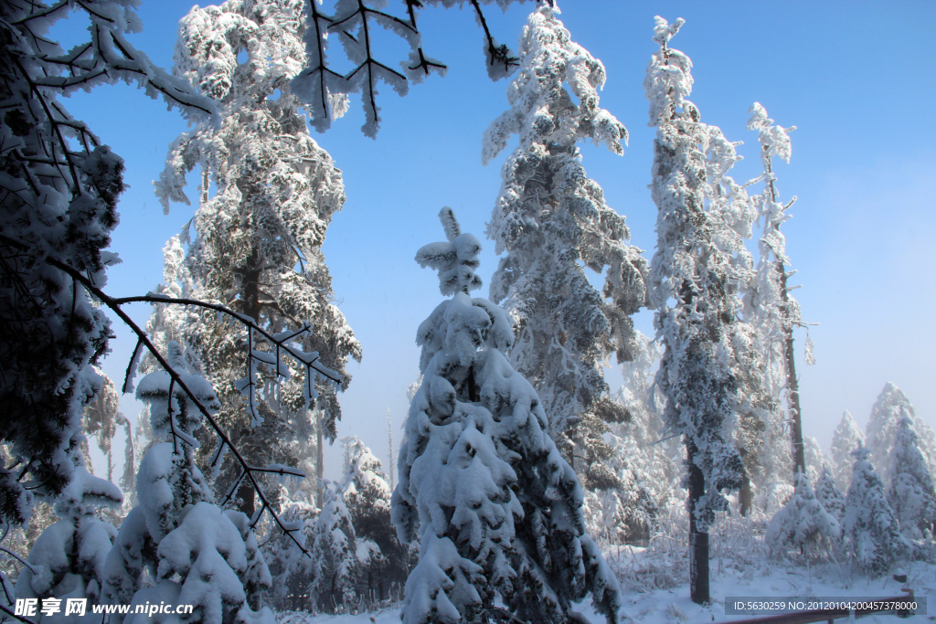 雪景 雪树