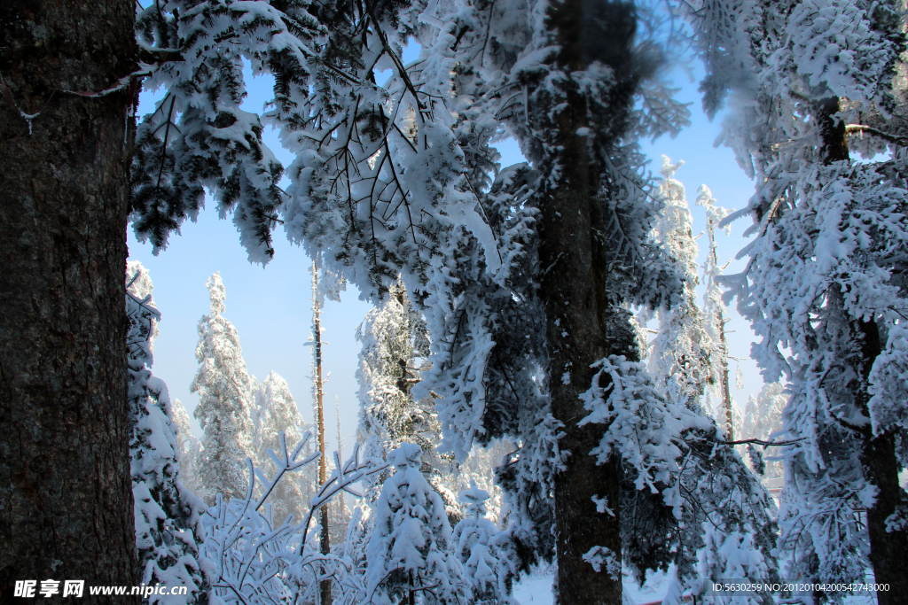 雪景 雪树 美景 峨眉山景观