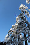 雪景 雪树