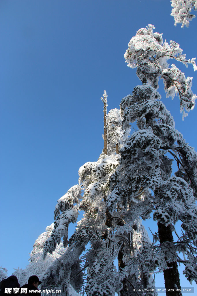 雪景 雪树