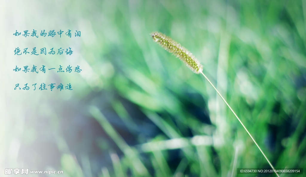 狗尾草