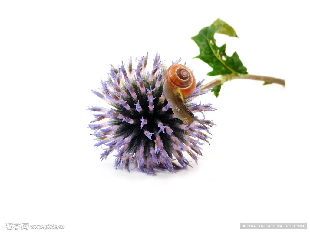 薰衣草小花