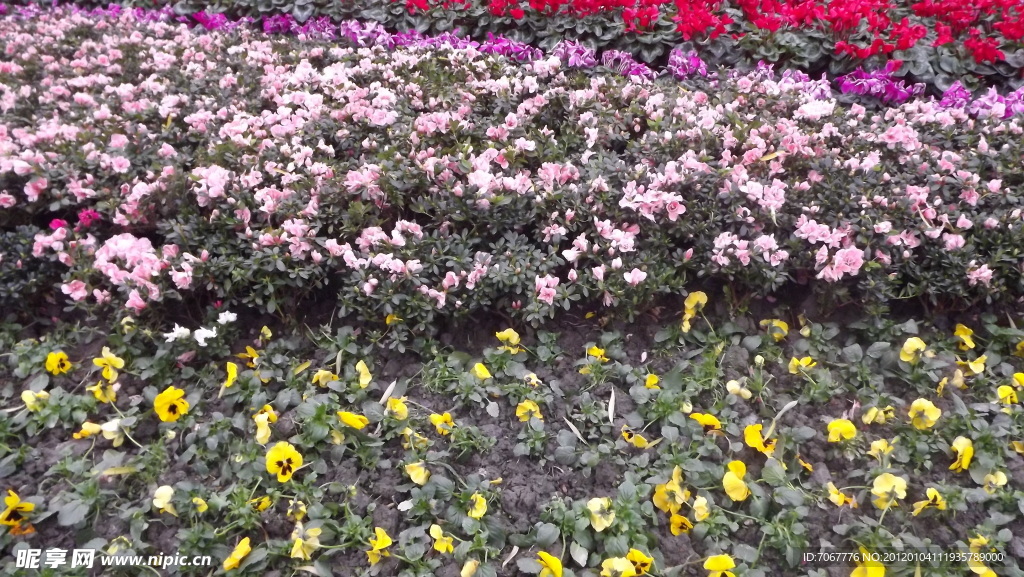 花草图片