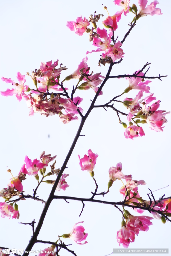 紫藤花