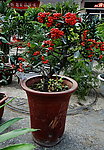 小红果
