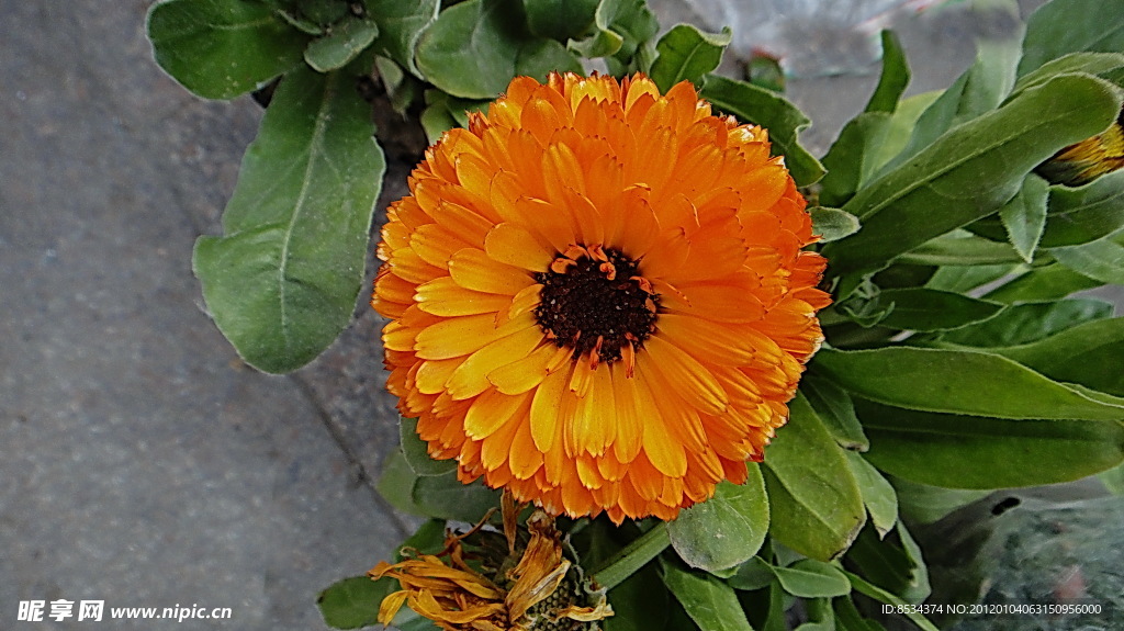 盘菊