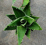 小芦荟