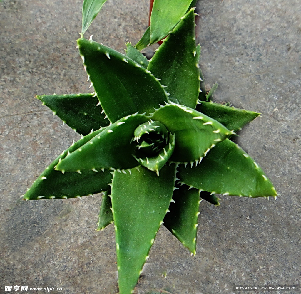 小芦荟