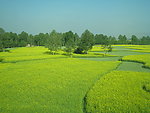 油菜花