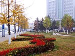 银杏树