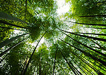 竹林