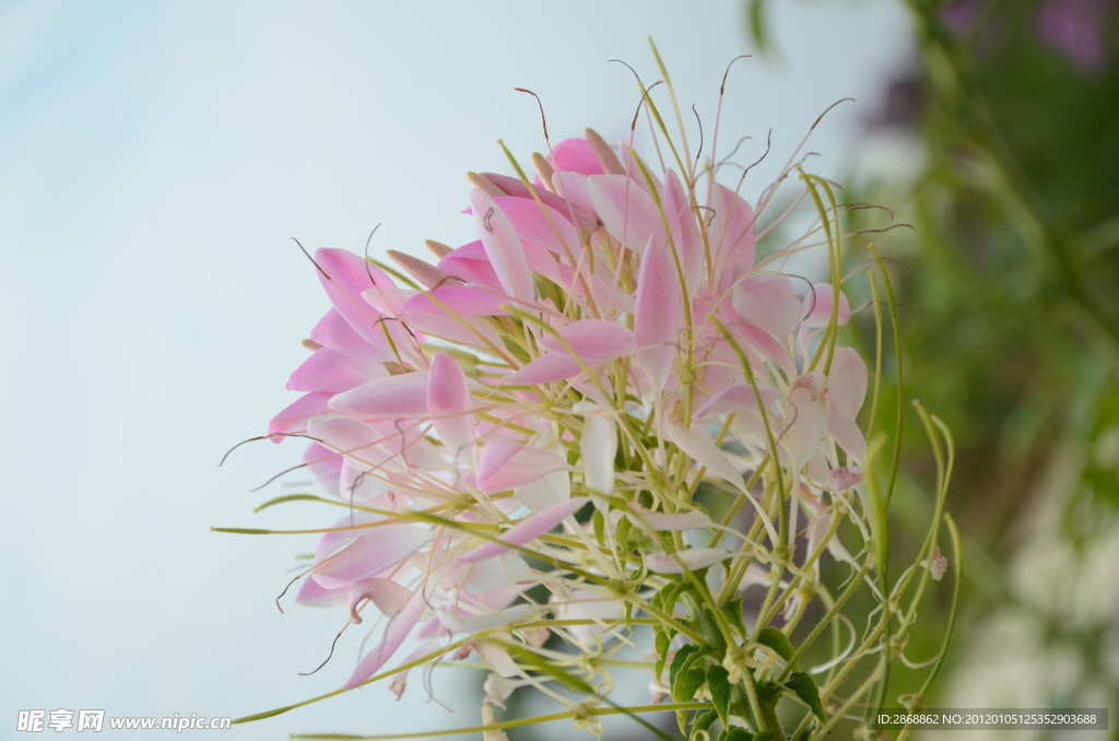 醉蝶花