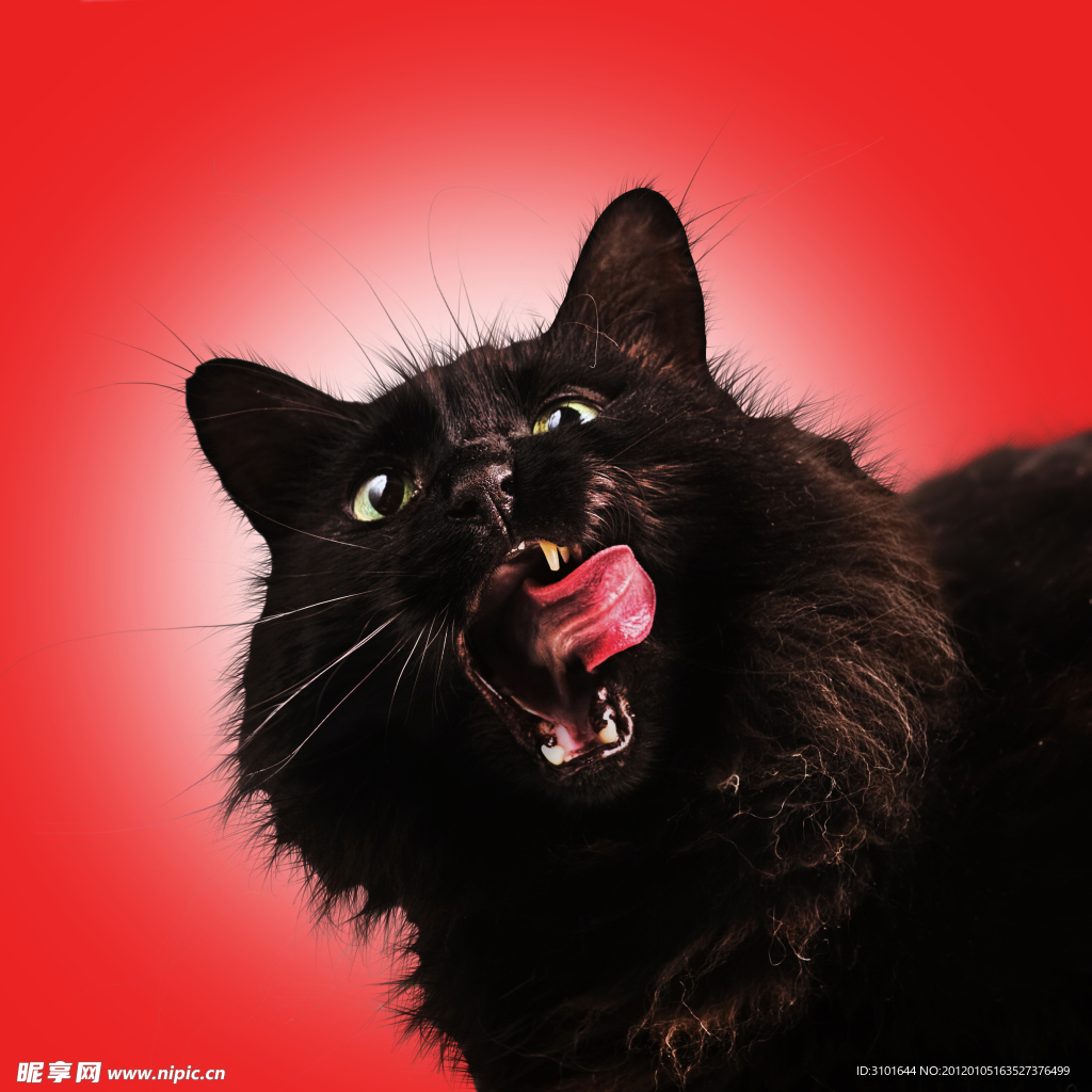 黑猫