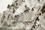 雪压树枝