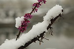 桃花映雪