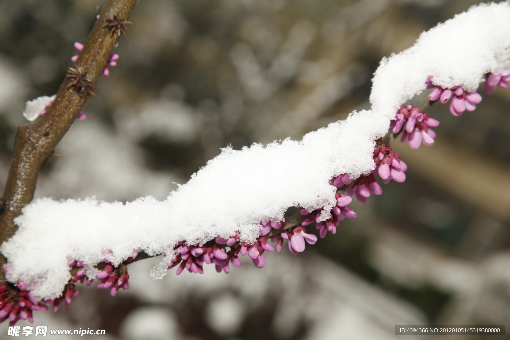 桃花雪