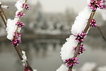 春雪压桃花