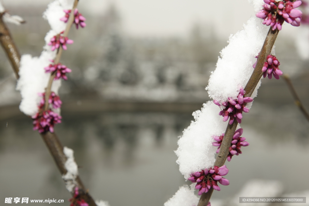 春雪压桃花