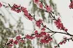 瑞雪桃花