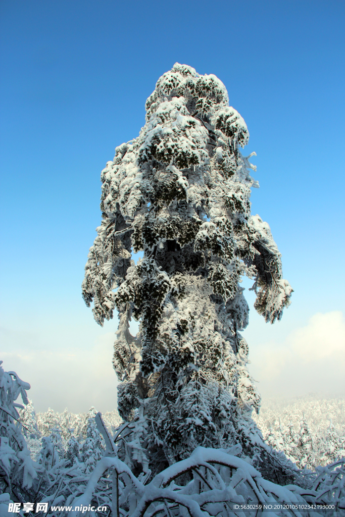 雪景