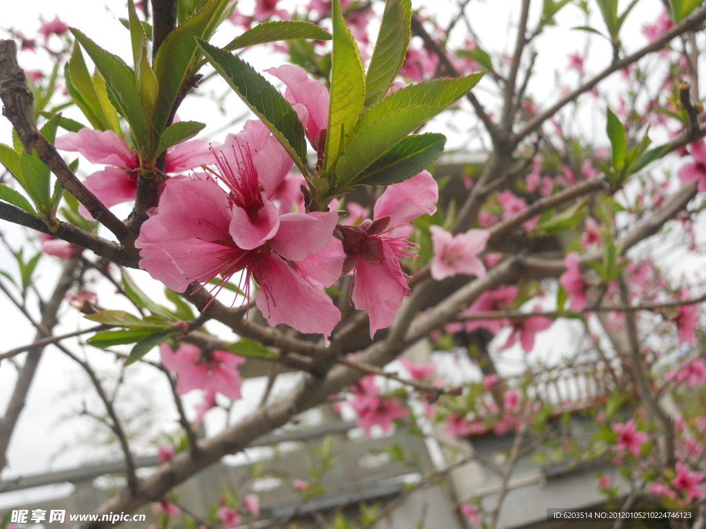 梅花
