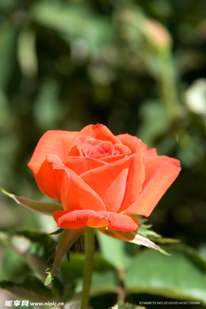 月季花素材
