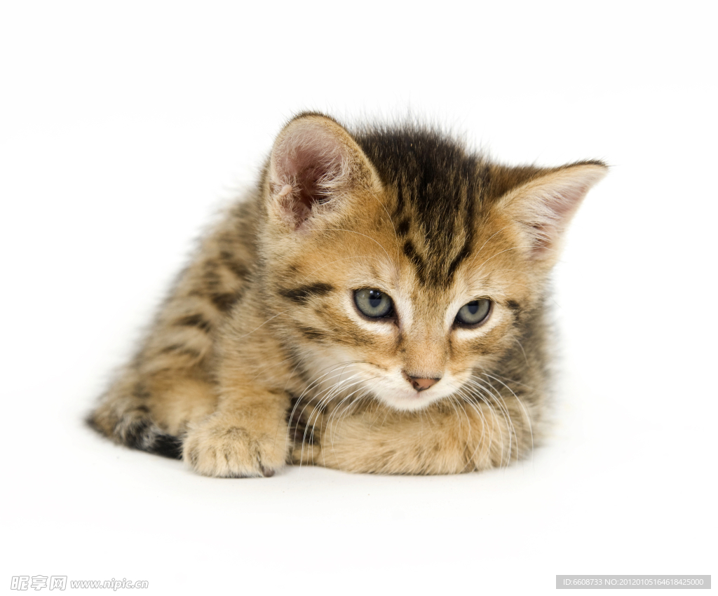 可爱小猫