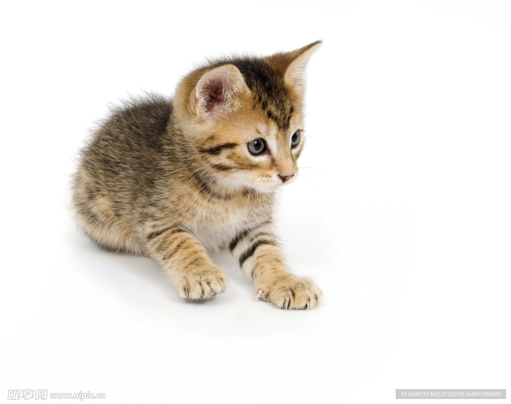 可爱小猫