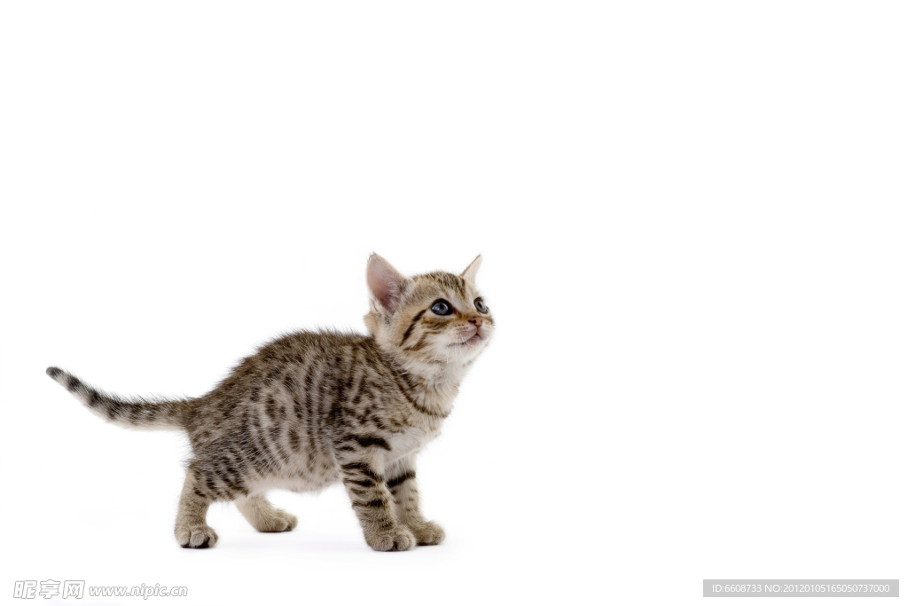 可爱小猫