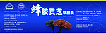 蜂胶灵芝软胶囊包装