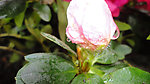 露水花苞(非高清)