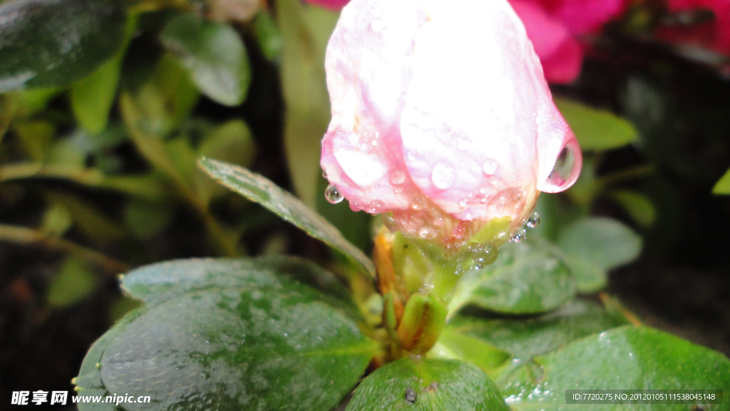 露水花苞(非高清)