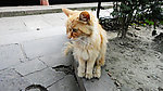 可爱的猫