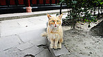猫猫