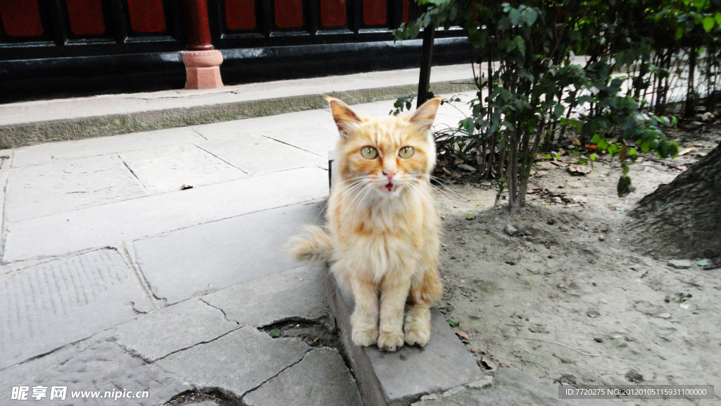 猫猫