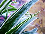 露润吊兰