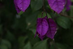 三角梅 红花