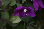 三角梅 红花