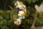 那些花儿 小花
