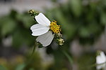 那些花儿 小花
