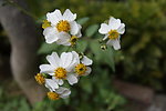 那些花儿 小花