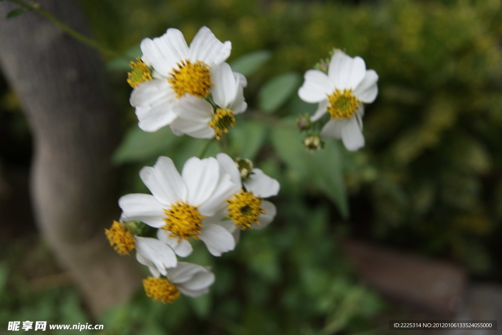 那些花儿 小花