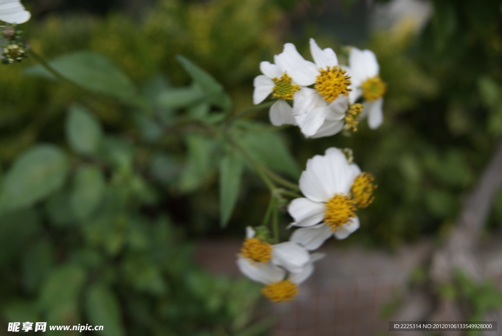 那些花儿 小花