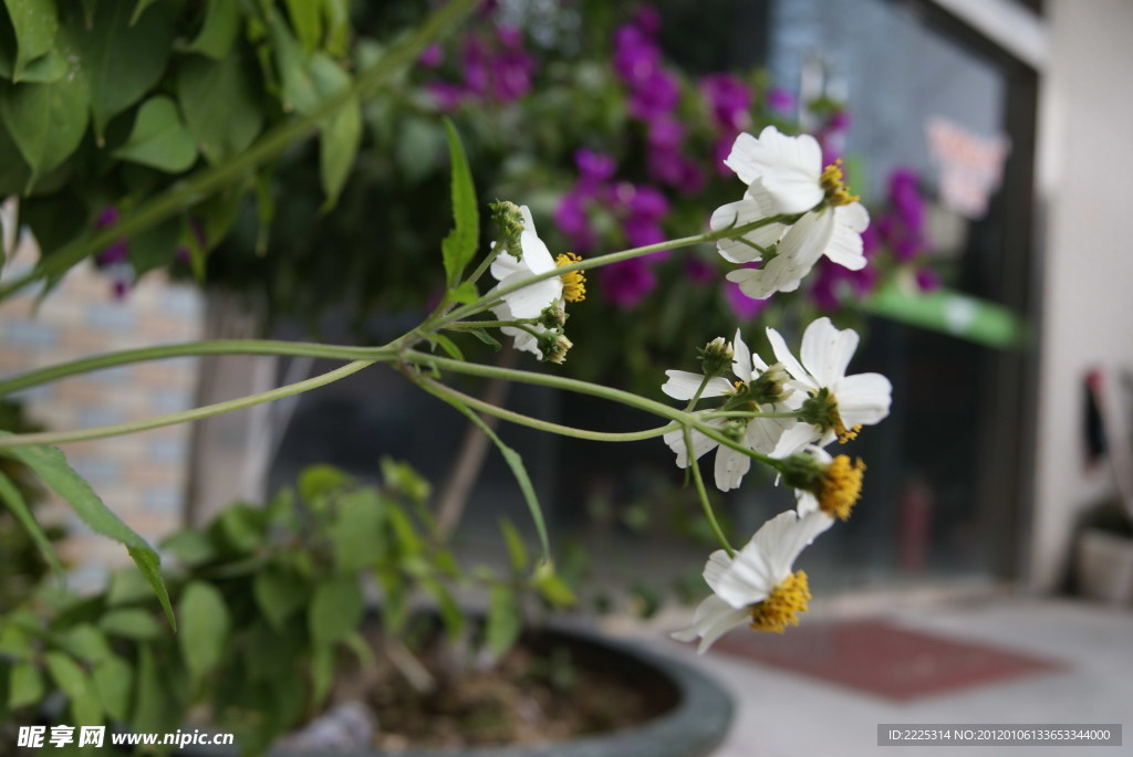 那些花儿 小花